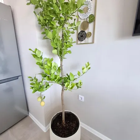 Marina Elegance شقة بالشيك