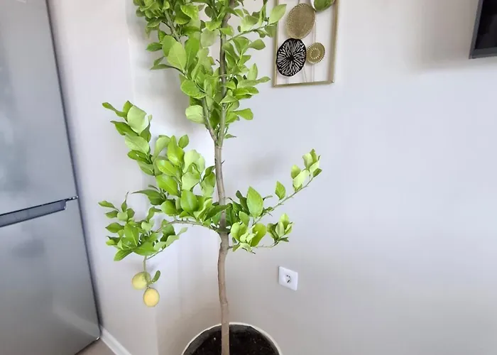 Marina Elegance Apartamento Balchik